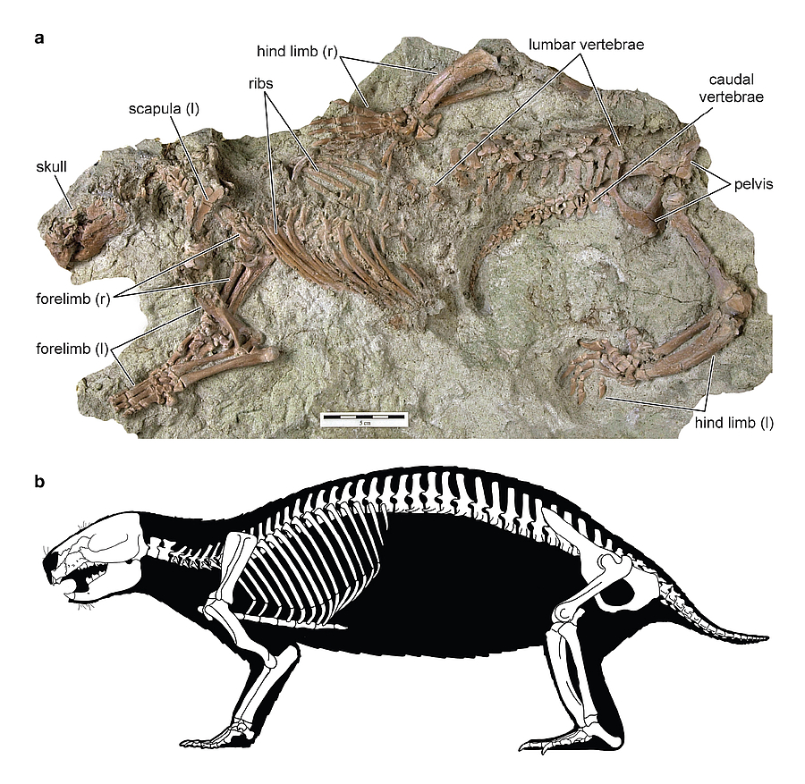 Fossiler Sensationsfund: Modernes Gehör, primitive Zähne