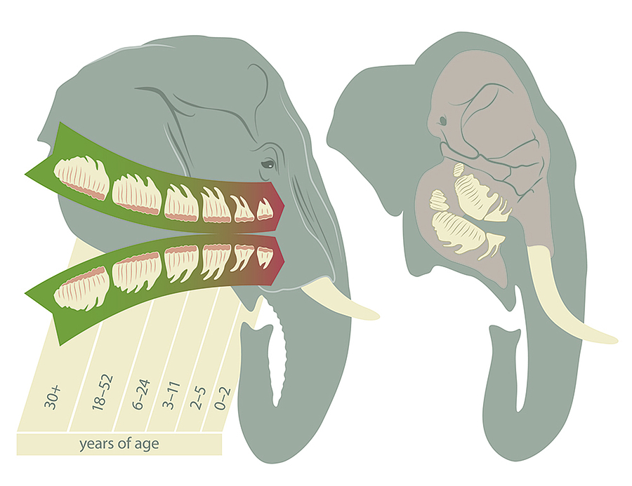 Zahnwechsel sorgt bei Elefanten für Jojo-Effekt